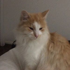 Meet your Posher, Jane